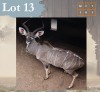1 X Kudu M:1 Legend Wildlife Swartruggens