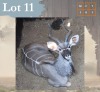 1 X Kudu M:1 Legend Wildlife Swartruggens