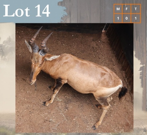 1 X Red Hartebeest M:1 Legend Wildlife Swartruggens