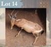 1 X Red Hartebeest M:1 Legend Wildlife Swartruggens