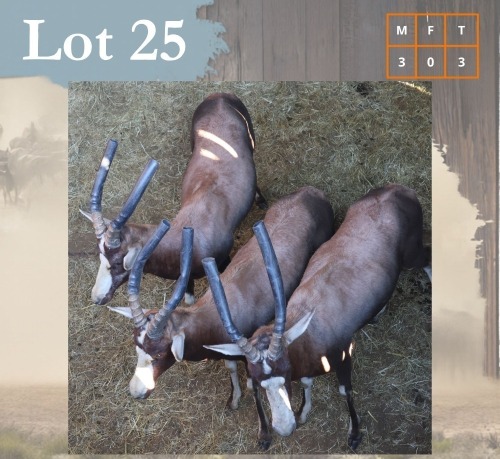 3 X Blesbuck M:3 Legend Wildlife (Per Piece to take the lot/Per stuk om lot te neem) Coligny
