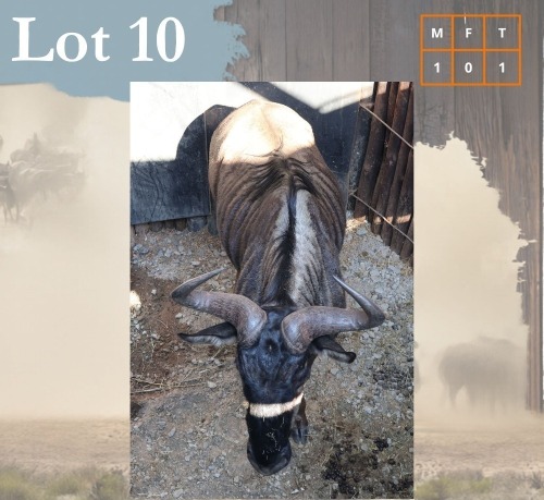 1 X Bluewildebeest M:1 Legend Wildlife Swartruggens