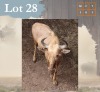 1 X Golden Gnu M:1 Legend Wildlife Coligny