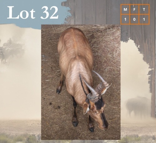 1 X Red Hartebeest M:1 Legend Wildlife Swartruggens
