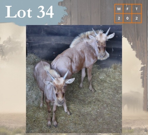 2 X Golden Gnu M:2 Legend Wildlife (Per Piece to take the lot/Per stuk om lot te neem) Northam