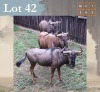 3 X Bluewildebeest M:3 Legend Wildlife (Per Piece to take the lot/Per stuk om lot te neem) Swartruggens