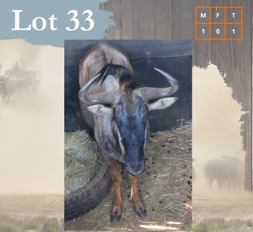 1 X Bluewildebeest M:1 Legend Wildlife Swartruggens