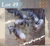5 X Bluewildebeest V/F:5 Legend Wildlife (Per Piece to take the lot/Per stuk om lot te neem) Northam