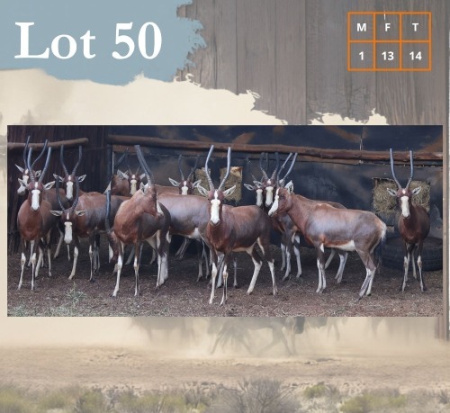 14 X Blesbuck M:1 V/F:13 Legend Wildlife (Per Piece to take the lot/Per stuk om lot te neem) Coligny