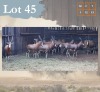 13 X Blesbuck M:1 V/F:12 Legend Wildlife (Per Piece to take the lot/Per stuk om lot te neem) Coligny