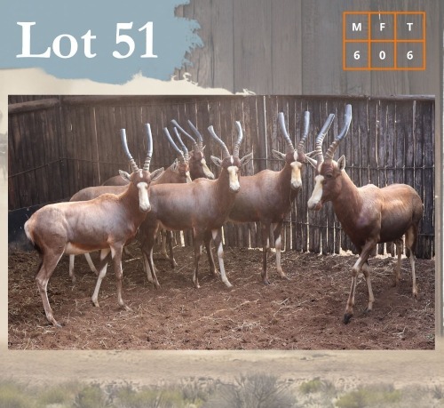 6 X Blesbuck M:6 Legend Wildlife (Per Piece to take the lot/Per stuk om lot te neem) Coligny