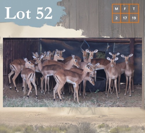 19 X Impala M:2 V/F:17 Legend Wildlife (Per Piece to take the lot/Per stuk om lot te neem) Dwaalboom