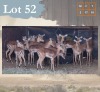 19 X Impala M:2 V/F:17 Legend Wildlife (Per Piece to take the lot/Per stuk om lot te neem) Dwaalboom