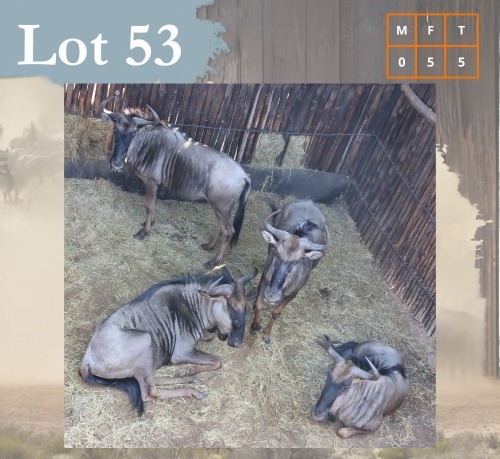 5 X Bluewildebeest V/F:5 Legend Wildlife (Per Piece to take the lot/Per stuk om lot te neem) Northam