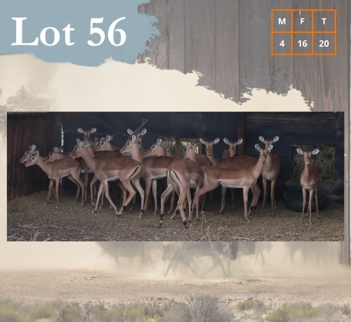 20 X Impala M:4 V/F:16 Legend Wildlife (Per Piece to take the lot/Per stuk om lot te neem) Dwaalboom