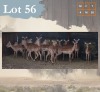 20 X Impala M:4 V/F:16 Legend Wildlife (Per Piece to take the lot/Per stuk om lot te neem) Dwaalboom