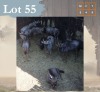9 X Bluewildebeest M:5 V/F:4 Legend Wildlife (Per Piece to take the lot/Per stuk om lot te neem) Northam