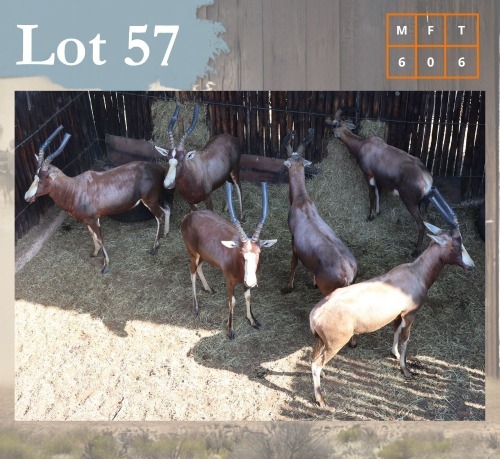 6 X Blesbuck M:6 Legend Wildlife (Per Piece to take the lot/Per stuk om lot te neem) Coligny