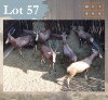 6 X Blesbuck M:6 Legend Wildlife (Per Piece to take the lot/Per stuk om lot te neem) Coligny