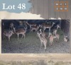 19 X Impala M:3 V/F:16 Legend Wildlife (Per Piece to take the lot/Per stuk om lot te neem) Dwaalboom