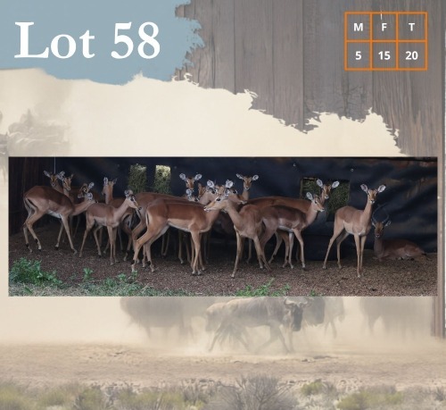 20 X Impala M:5 V/F:15 Legend Wildlife (Per Piece to take the lot/Per stuk om lot te neem) Dwaalboom