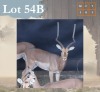 1 X Impala M:1 Legend Wildlife Swartruggens