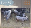 5 X Bluewildebeest V/F:5 Legend Wildlife (Per Piece to take the lot/Per stuk om lot te neem) Northam