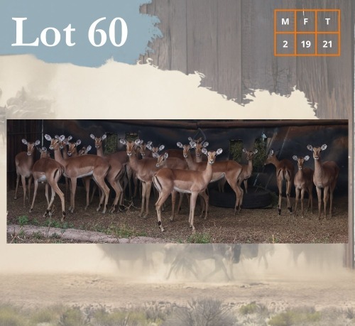 21 X Impala M:2 V/F:19 Legend Wildlife (Per Piece to take the lot/Per stuk om lot te neem) Dwaalboom