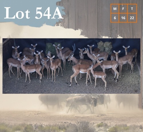22 X Impala M:6 V/F:16 Legend Wildlife (Per Piece to take the lot/Per stuk om lot te neem) Swartruggens