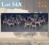 22 X Impala M:6 V/F:16 Legend Wildlife (Per Piece to take the lot/Per stuk om lot te neem) Swartruggens