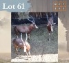 3 X Blesbuck M:3 Legend Wildlife (Per Piece to take the lot/Per stuk om lot te neem) Coligny