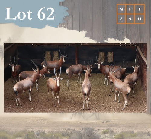 11 X Blesbuck M:2 V/F:9 Legend Wildlife (Per Piece to take the lot/Per stuk om lot te neem) Coligny