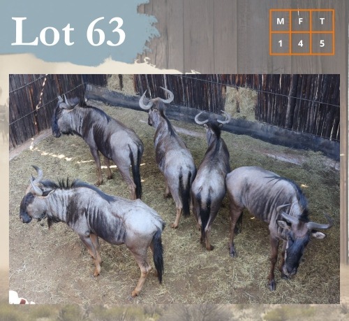 5 X Bluewildebeest M:1 V/F:4 Legend Wildlife (Per Piece to take the lot/Per stuk om lot te neem) Northam