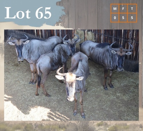 5 X Bluewildebeest V/F:5 Legend Wildlife (Per Piece to take the lot/Per stuk om lot te neem) Northam