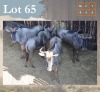 5 X Bluewildebeest V/F:5 Legend Wildlife (Per Piece to take the lot/Per stuk om lot te neem) Northam