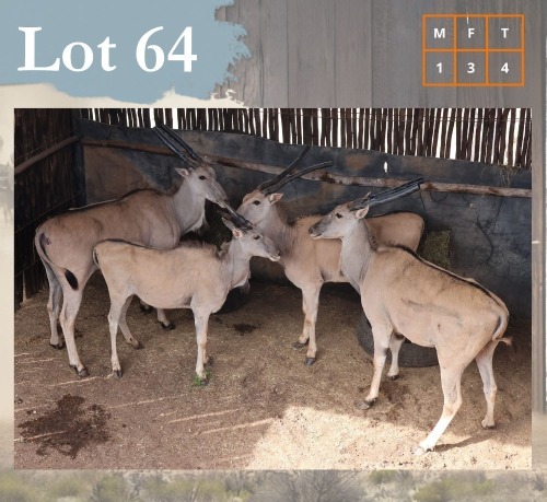 4 X Eland M:1 V/F:3 Legend Wildlife (Per Piece to take the lot/Per stuk om lot te neem) Koster