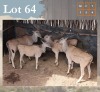 4 X Eland M:1 V/F:3 Legend Wildlife (Per Piece to take the lot/Per stuk om lot te neem) Koster
