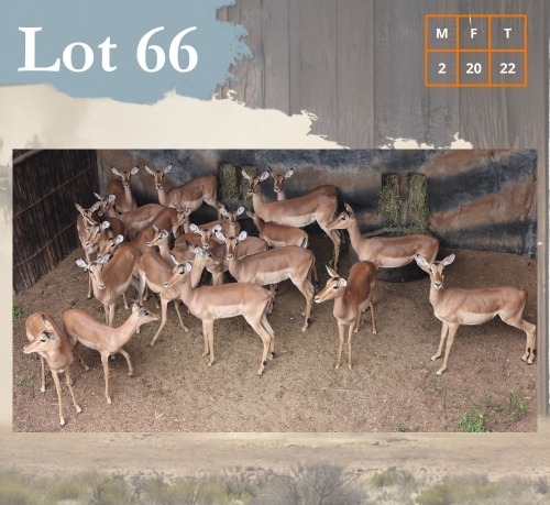 22 X Impala M:2 V/F:20 Legend Wildlife (Per Piece to take the lot/Per stuk om lot te neem) Swartruggens