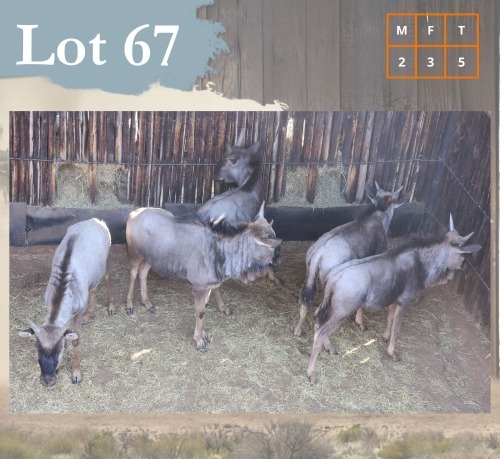 5 X Bluewildebeest M:2 V/F:3 Legend Wildlife (Per Piece to take the lot/Per stuk om lot te neem) Northam