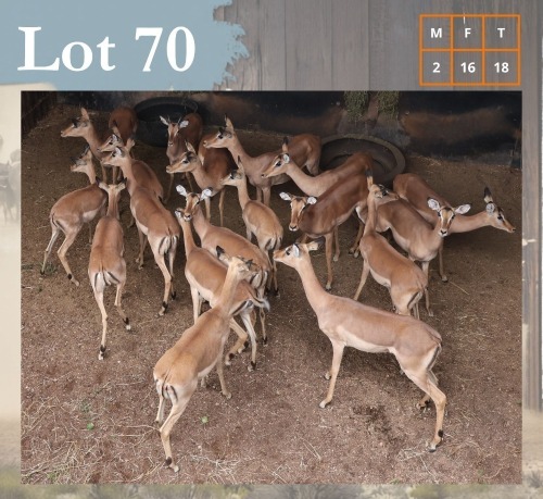 18 X Impala M:2 V/F:16 Legend Wildlife (Per Piece to take the lot/Per stuk om lot te neem) Swartruggens