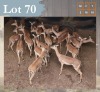 18 X Impala M:2 V/F:16 Legend Wildlife (Per Piece to take the lot/Per stuk om lot te neem) Swartruggens