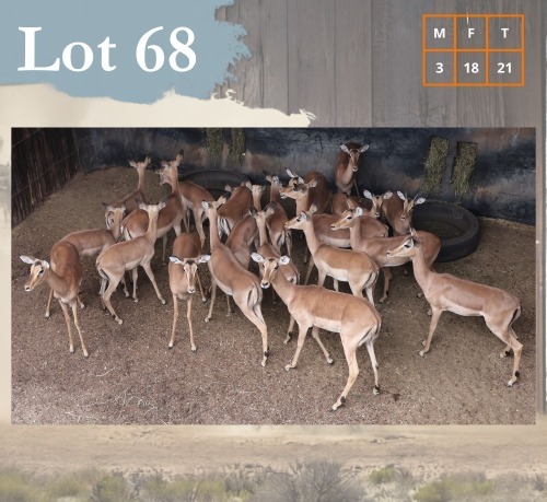 21 X Impala M:3 V/F:18 Legend Wildlife (Per Piece to take the lot/Per stuk om lot te neem) Swartruggens