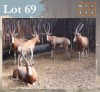 5 X Blesbuck M:5 Legend Wildlife (Per Piece to take the lot/Per stuk om lot te neem) Coligny