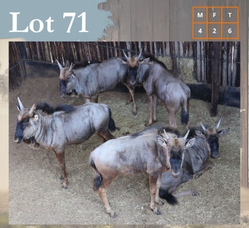 6 X Bluewildebeest M:4 V/F:2 Legend Wildlife (Per Piece to take the lot/Per stuk om lot te neem) Northam