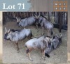 6 X Bluewildebeest M:4 V/F:2 Legend Wildlife (Per Piece to take the lot/Per stuk om lot te neem) Northam