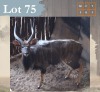 1 X Nyala M:1 Legend Wildlife Swartruggens