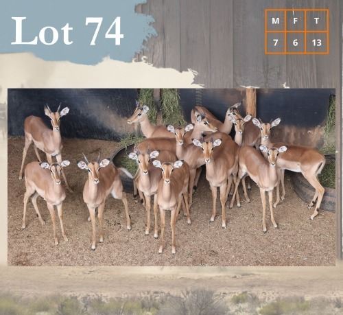 13 X Impala M:7 V/F:6 Legend Wildlife (Per Piece to take the lot/Per stuk om lot te neem) Dwaalboom