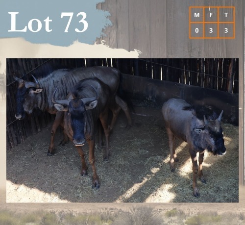 3 X Bluewildebeest V/F:3 Legend Wildlife (Per Piece to take the lot/Per stuk om lot te neem) Coligny