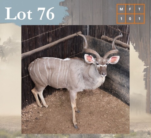 1 X Kudu M:1 (Right Horn Shorter) Legend Wildlife Swartruggens