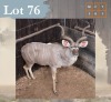 1 X Kudu M:1 (Right Horn Shorter) Legend Wildlife Swartruggens